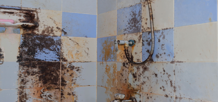 Black Mold In Shower: Why It Appears And How You Can Fix It